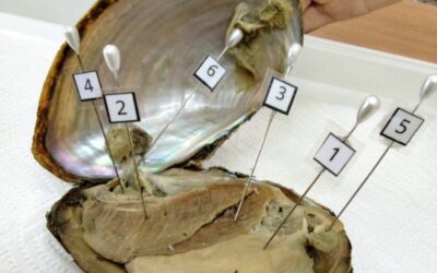 Državno natjecanje iz biologije u punom je jeku